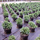 Ground Cover - FarmTek